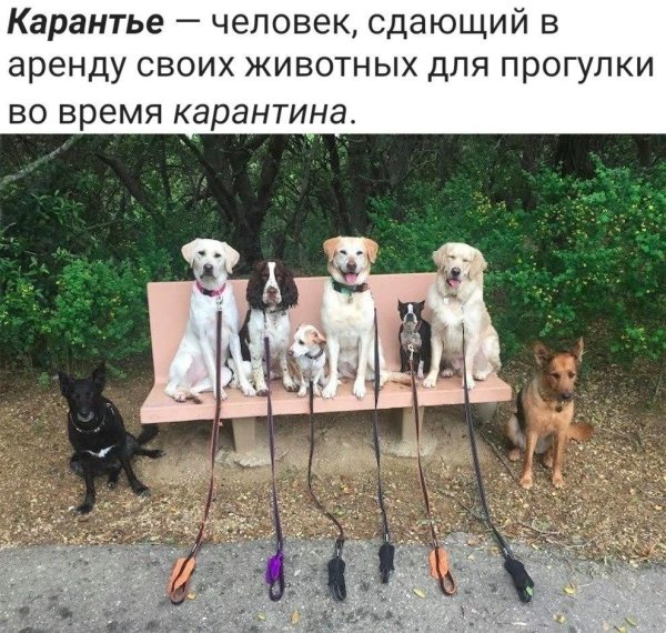 шутки про животных