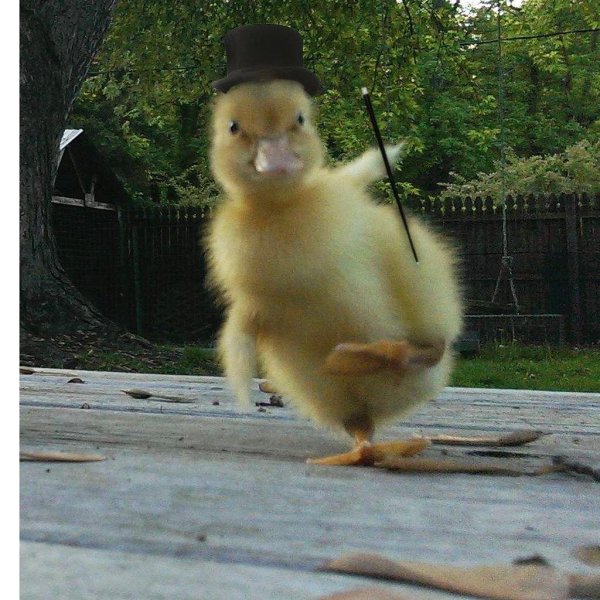 забавные утки