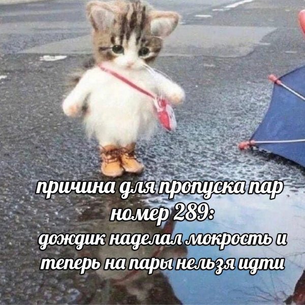 смешной котенок
