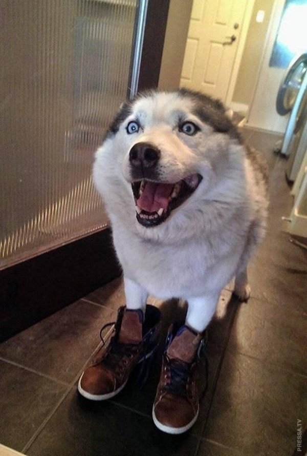 упоротый хаски