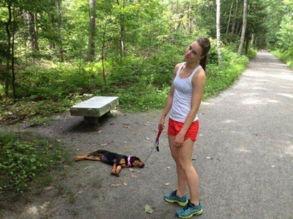 команда собаке