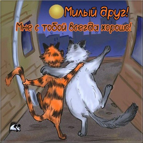 открытки с котиками прикольные