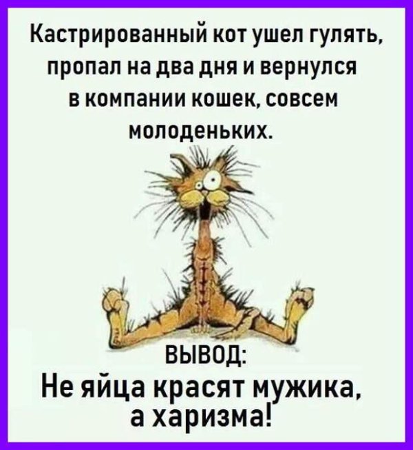 кошка задолбалась