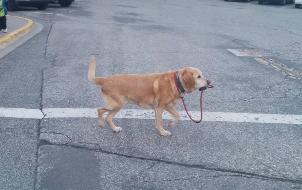 собака сама себя выгуливает