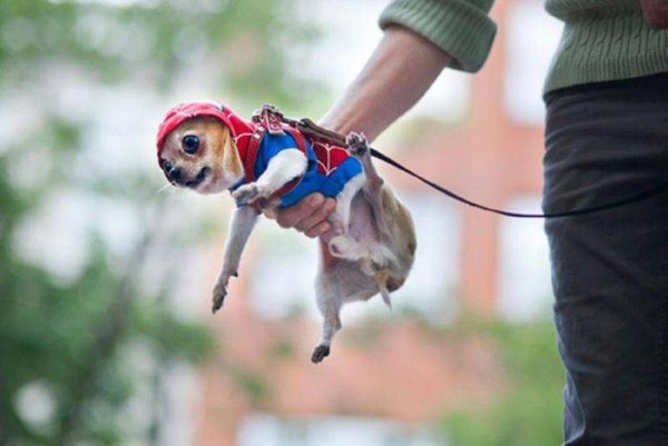 костюм для собак