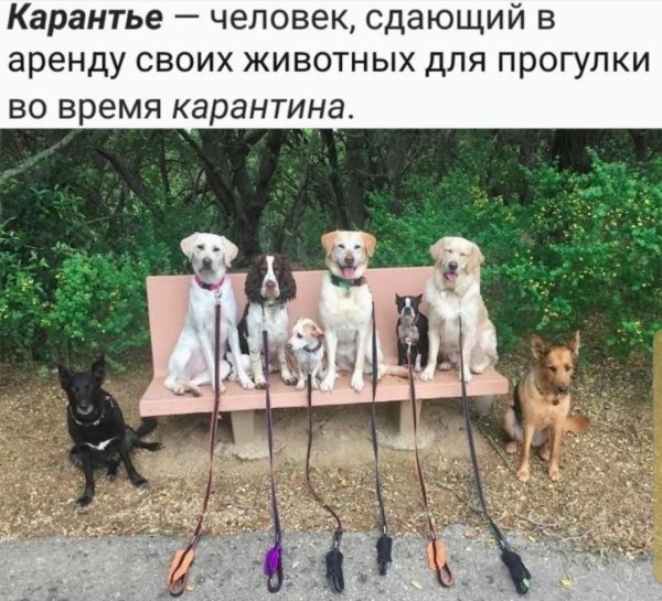 выгул собак