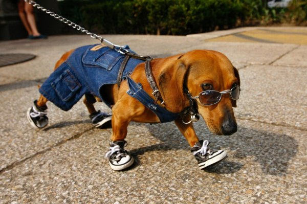 смешная такса