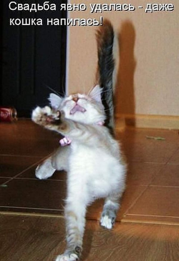 коты танцуют