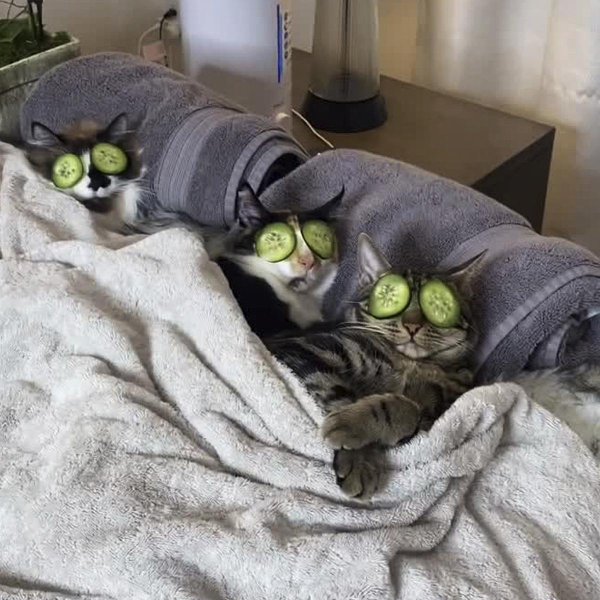 кот с маской