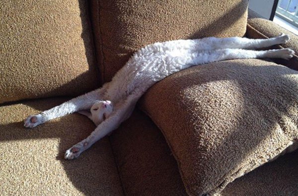 кошка на диване