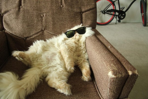 коты крутые