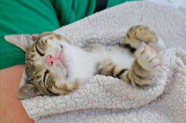 довольная кошка