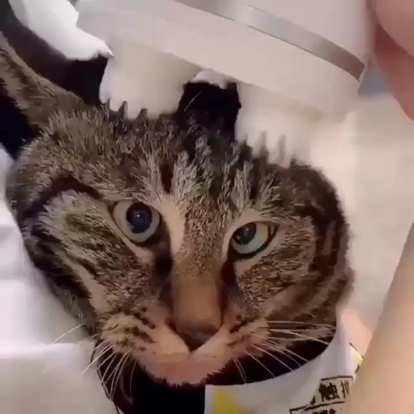 массаж котики