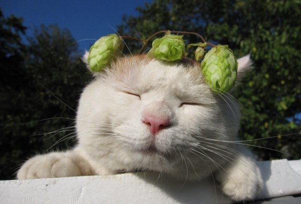 ленивые коты