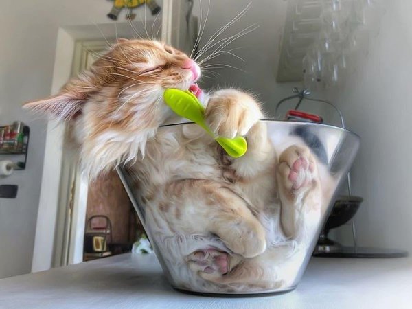 забавные котики