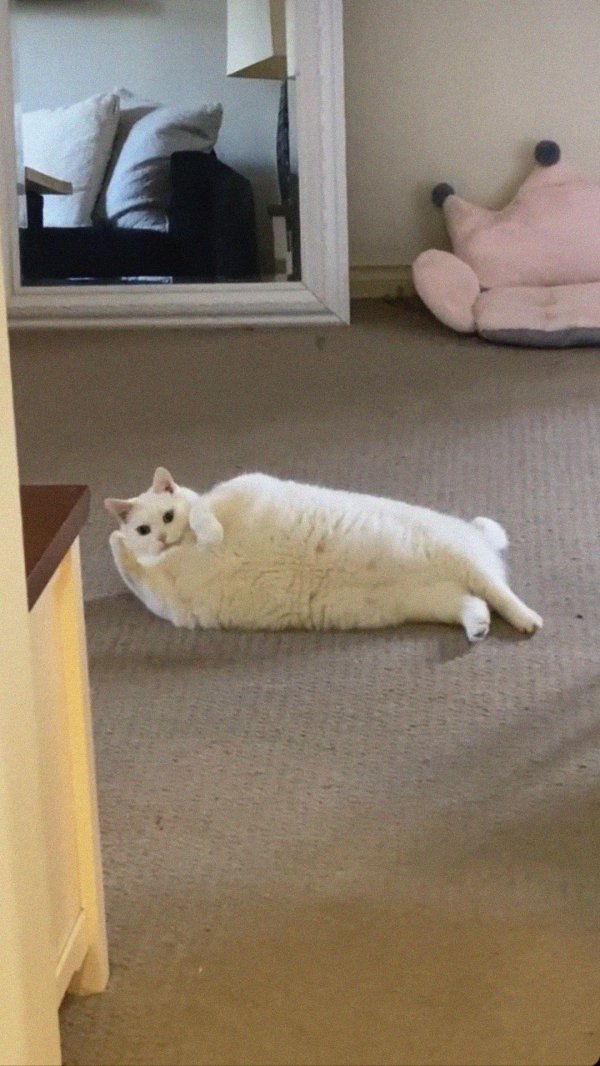 толстые кот