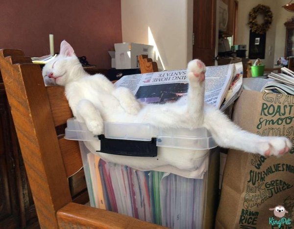 кошка в отпуске