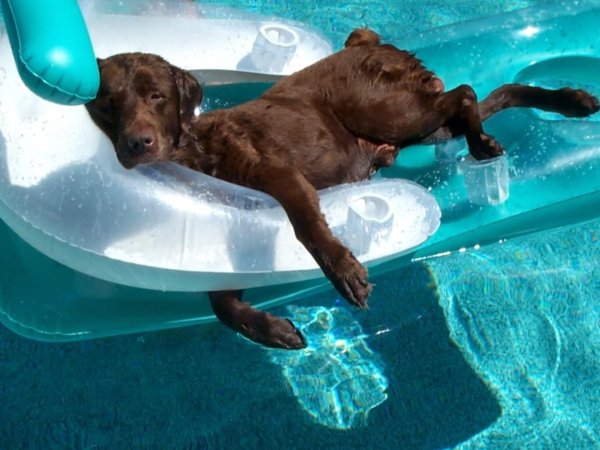 плавающие животные