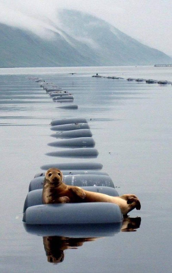 расслабление смешные