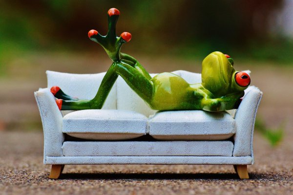 лягушка лежит