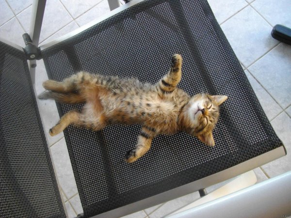 кошка расслабляется