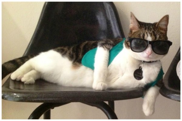 прикольные котики