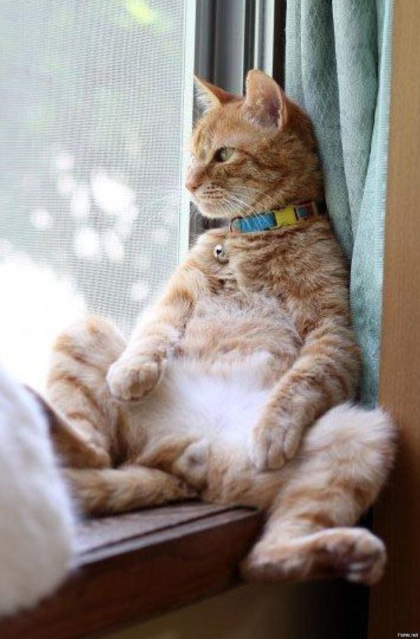 рыжие котики