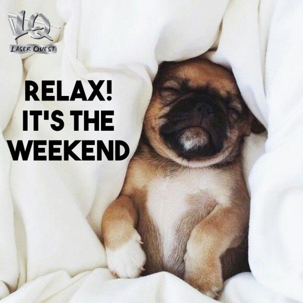 спящие мопсы