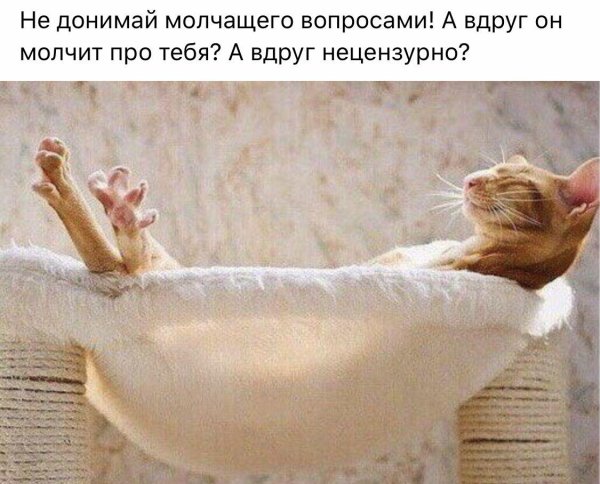 кошка в отпуске