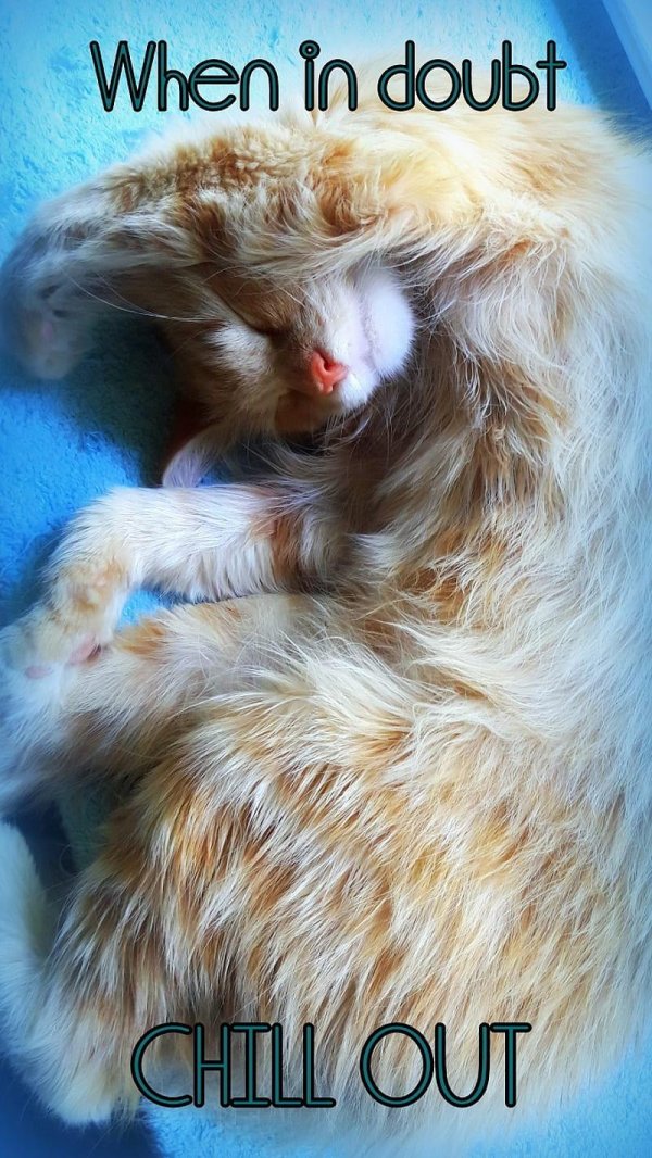 catnap заставка