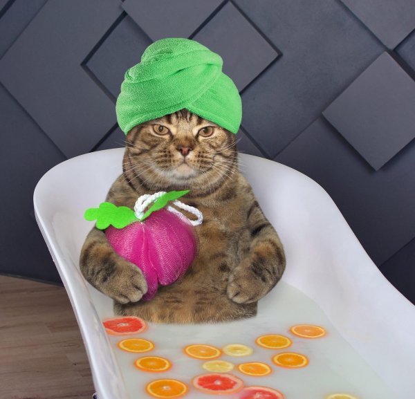 кошка с полотенцем на голове