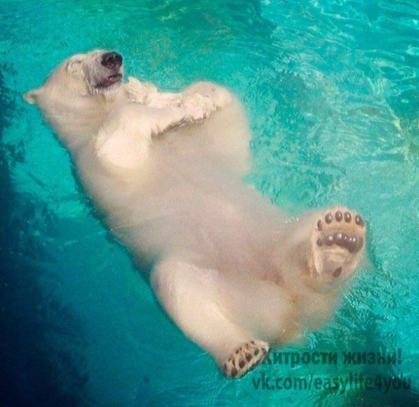белые медведи