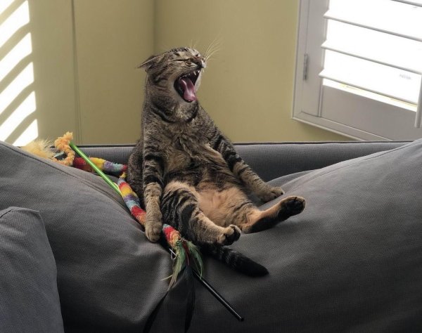 ленивая кошка