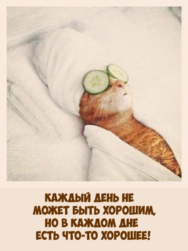 кошачий сон