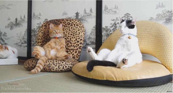 смешные ролики про животных