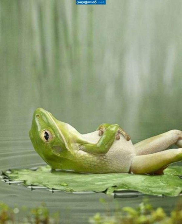 лягушка юмор