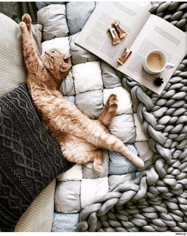 уютные коты