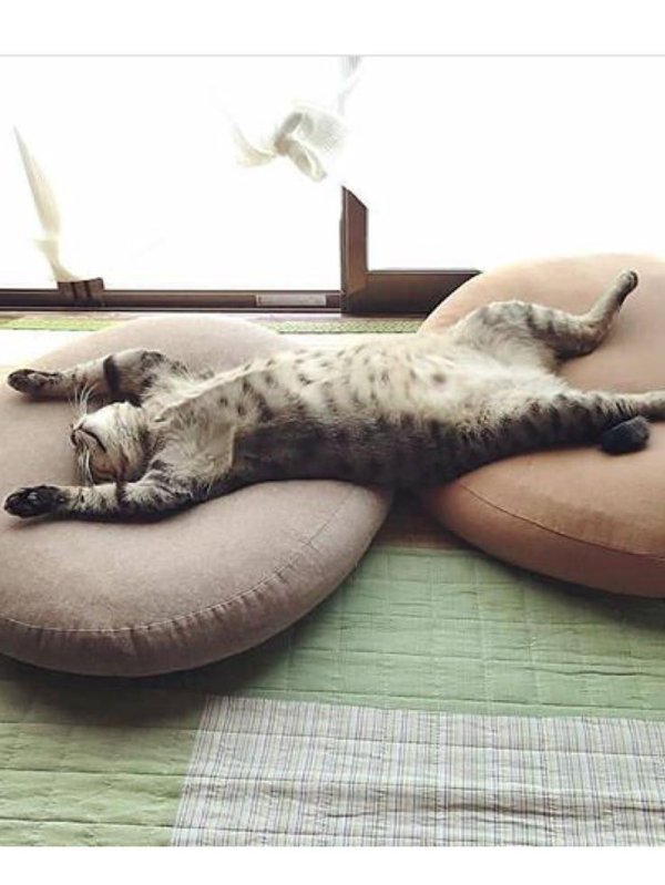 кошачий сон