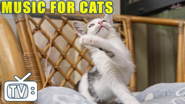 милые котики