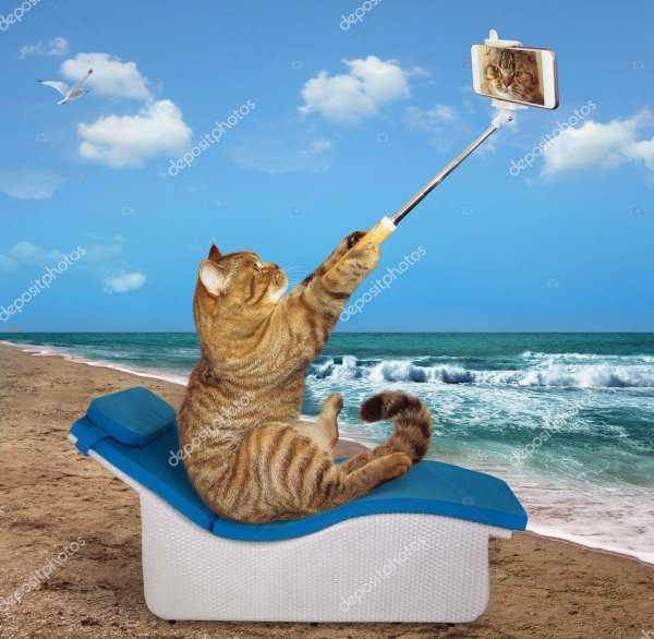 кошка на отдыхе