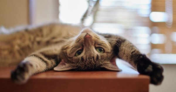 ленивая кошка