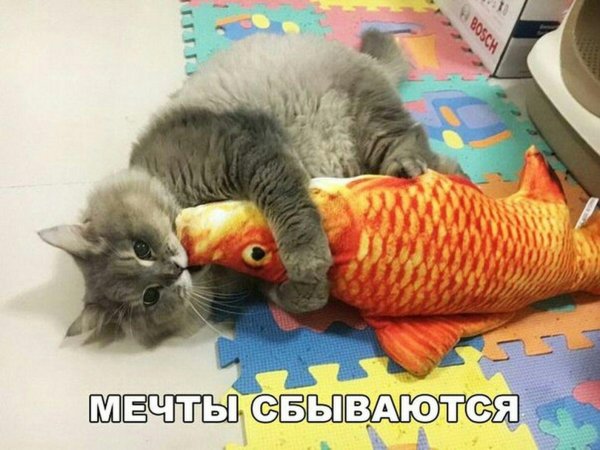 кот с рыбой