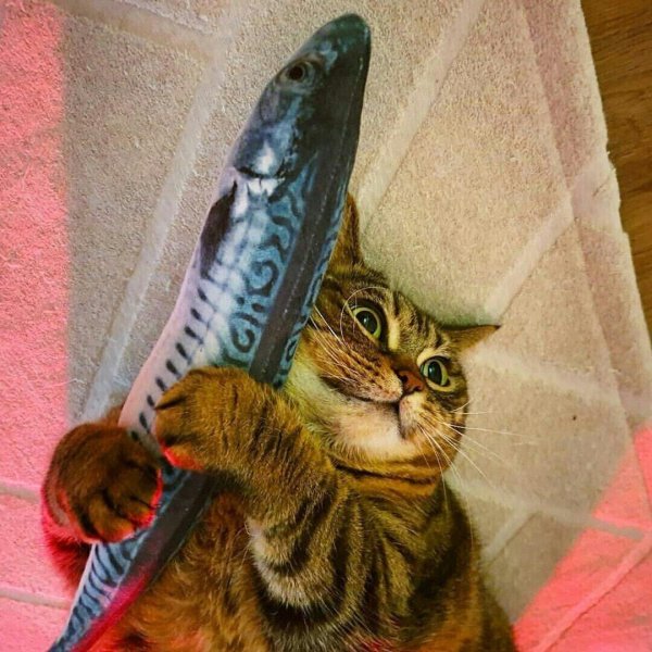 кошка с рыбой