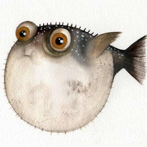 тетрадон иглобрюх