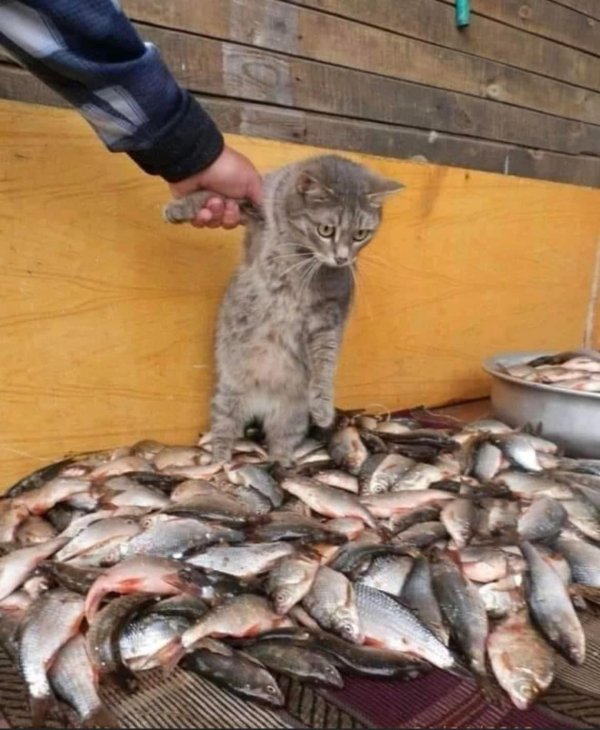 держите меня семеро