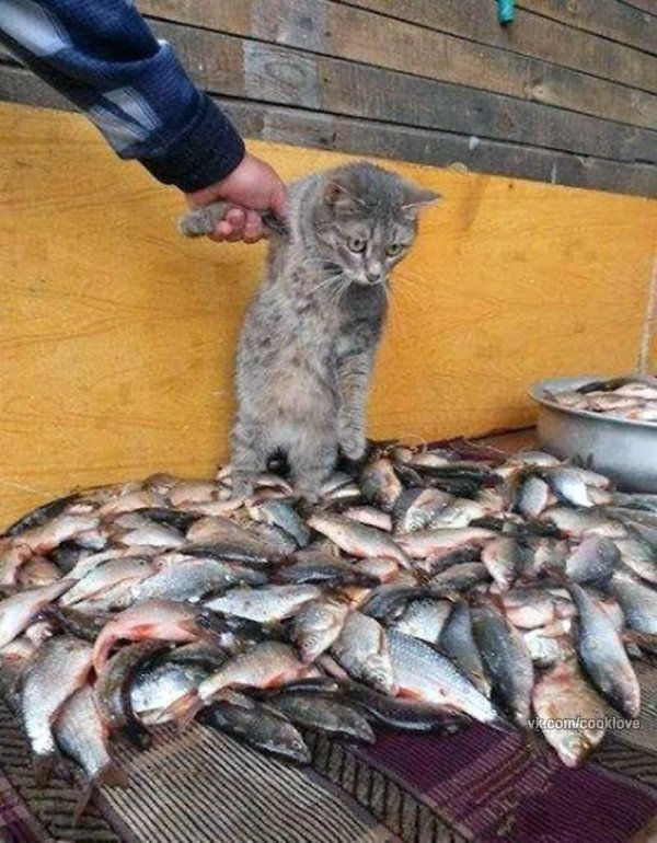 держите меня семеро