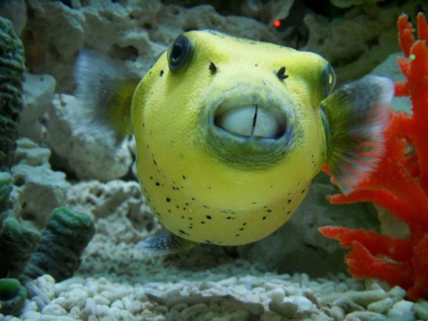 бурый скалозуб