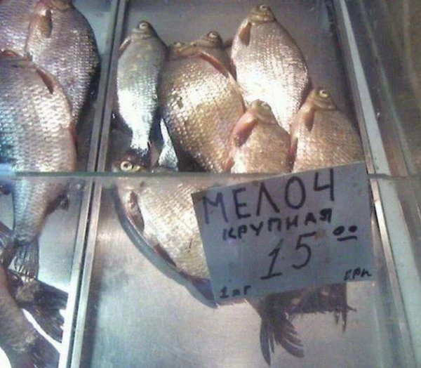 рыба караси