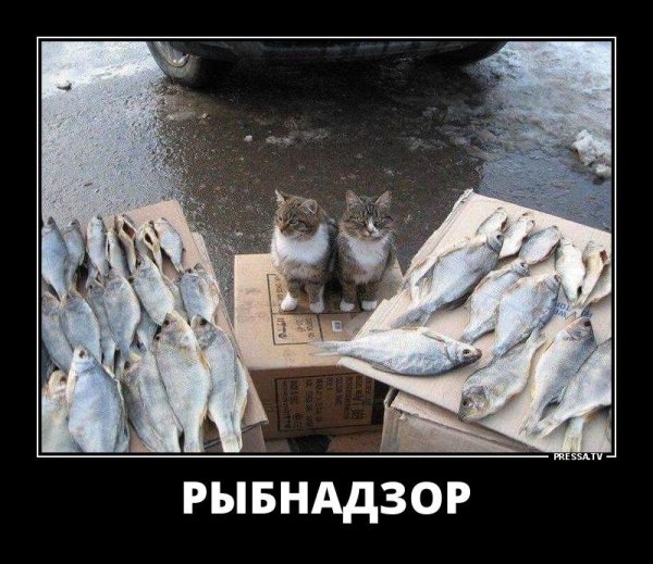 а вы продаете рыбов мем