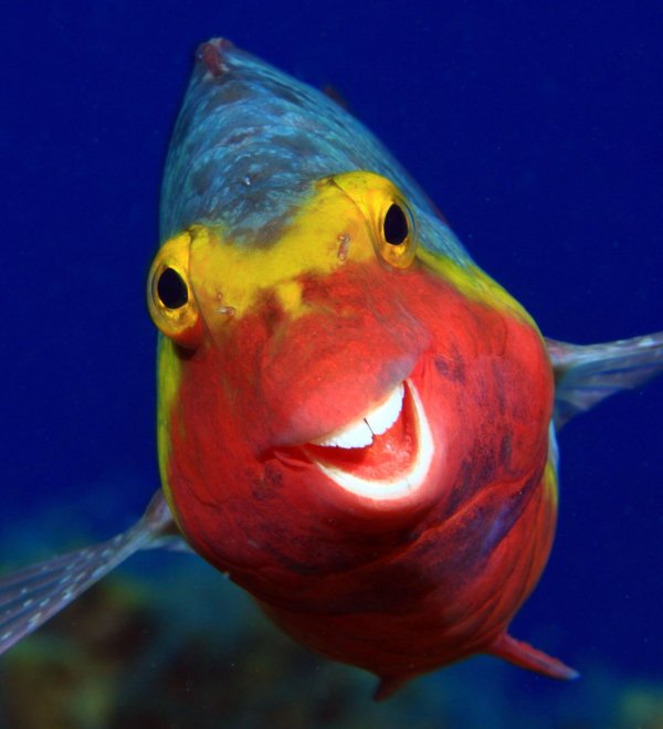 рифовый попугай аквариумная рыбка